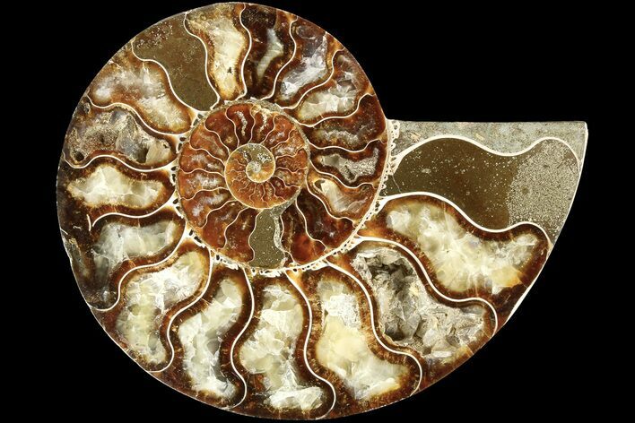 Cut & Polished Ammonite Fossil (Half) - Madagascar #184121